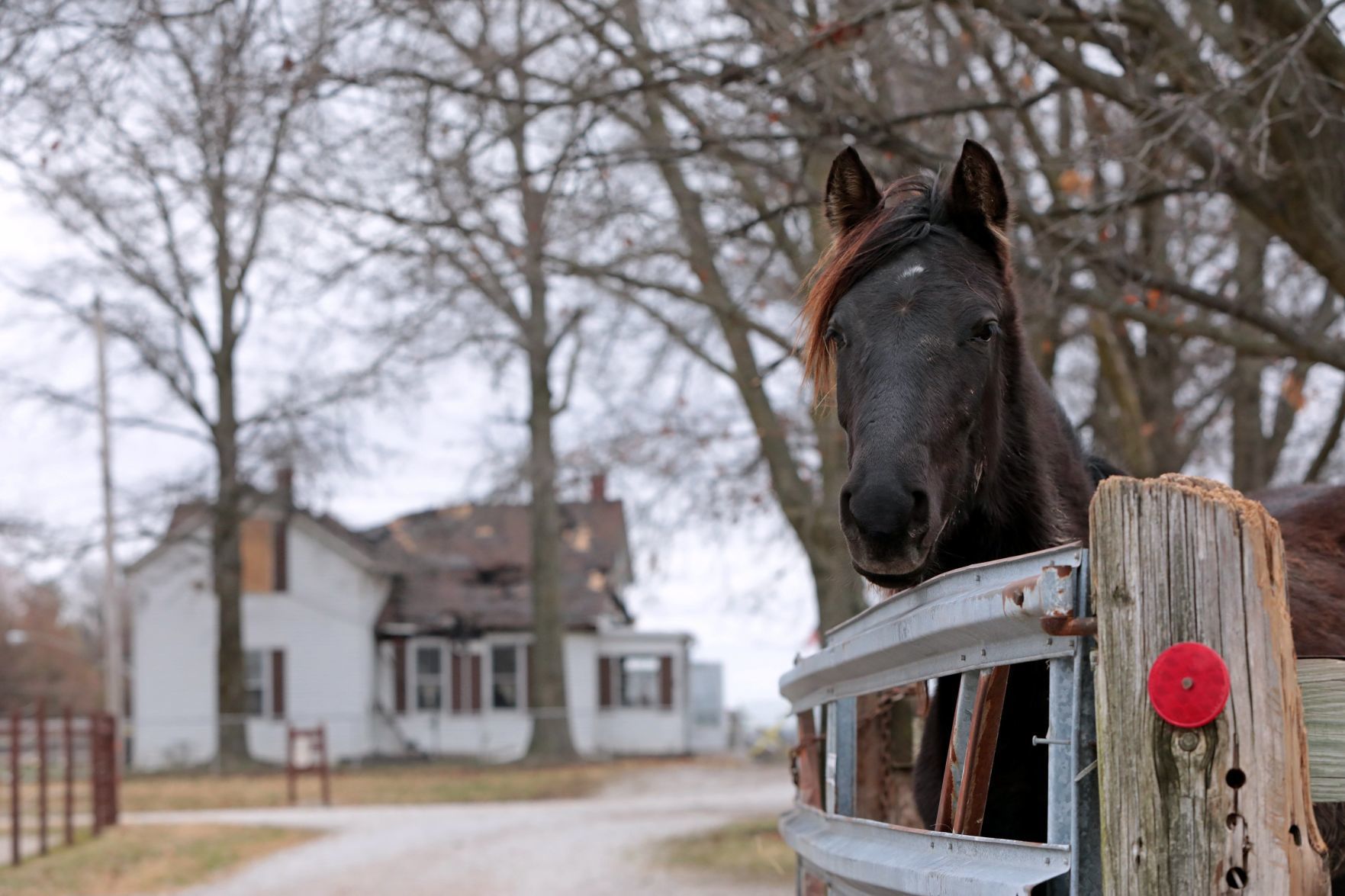 Randy's Rescue Ranch recovers from fire in farmhouse